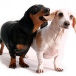 疲れをとりたい?なら、とりえあず耳を3ミリひっぱろう。